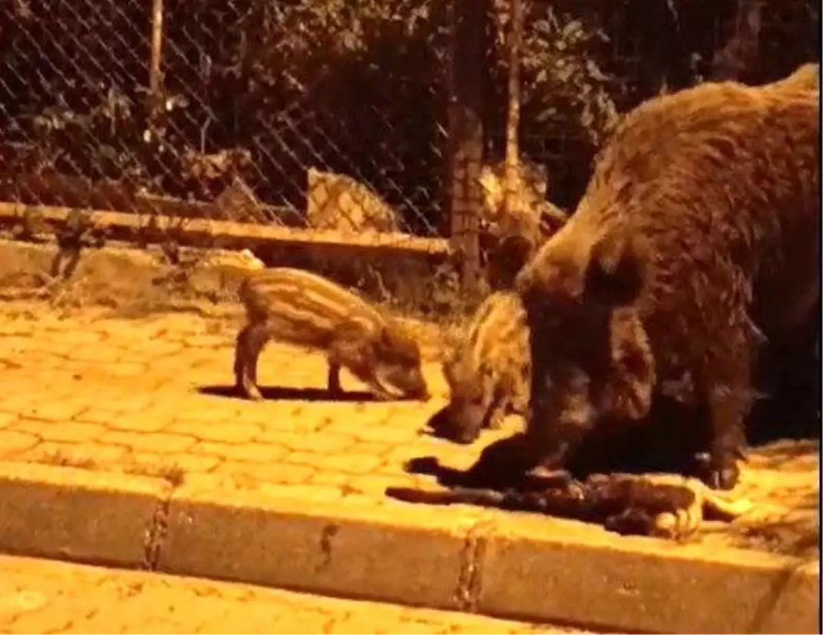 Yaban Domuzları Kediye Saldırdı