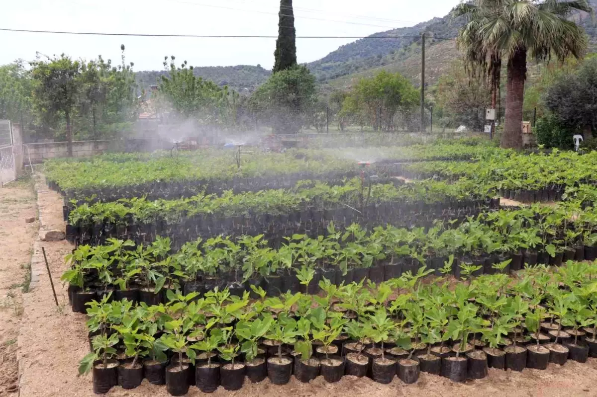 Nazilli Belediyesi\'nden Kırsal Kalkınma Projesi: 18 Bin Fidan Toprakla Buluşuyor