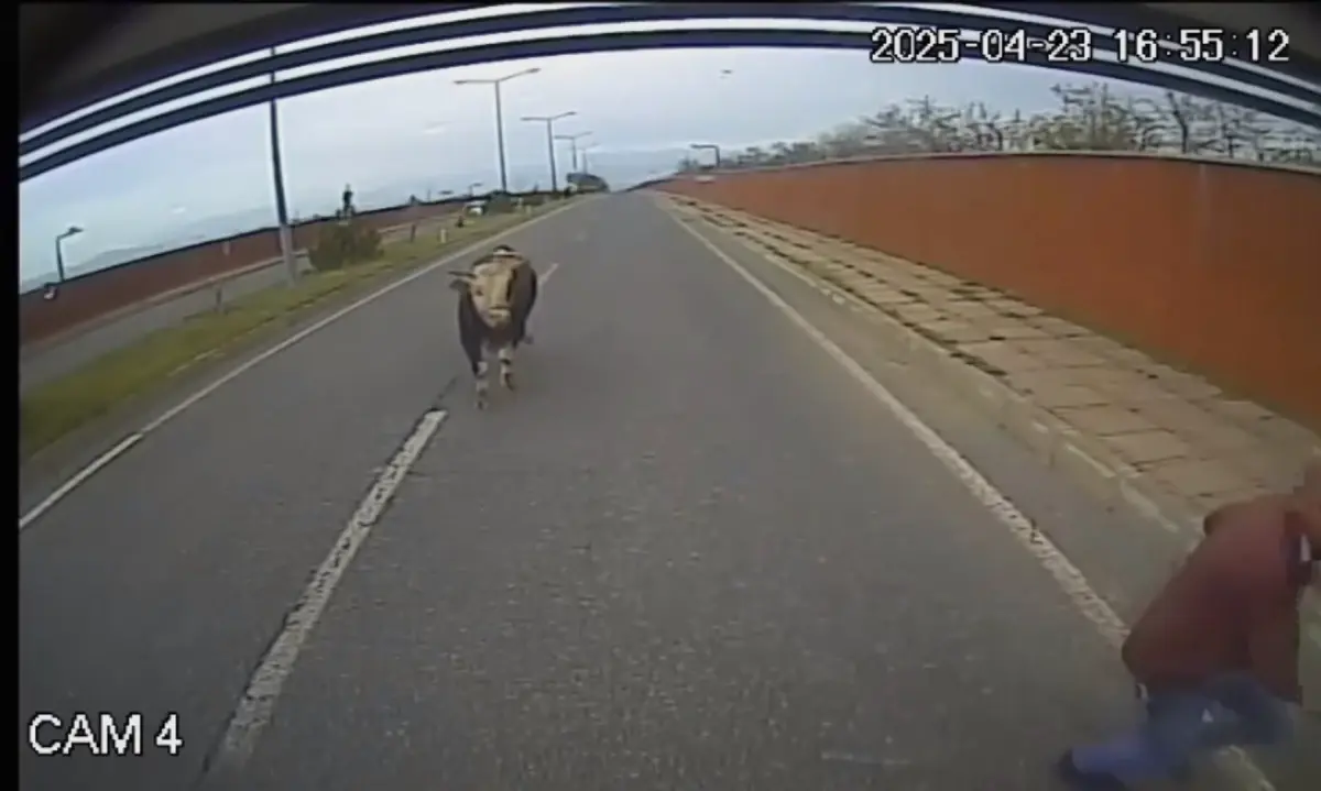 Şoför Boğa Saldırısına Uğradı