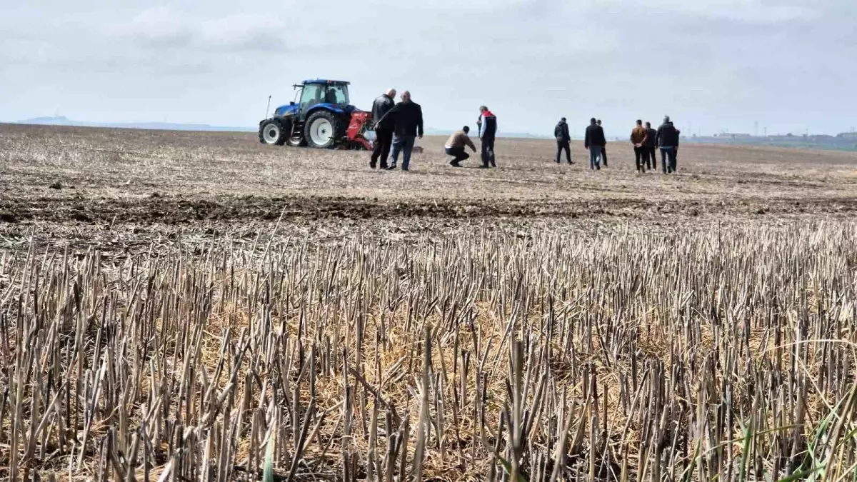 Tekirdağ\'da Anıza Ayçiçeği Ekim Projesi