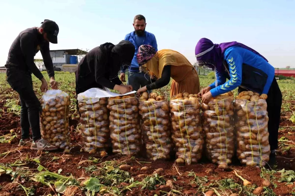 Adana\'da Turfanda Patates Hasadı Başladı