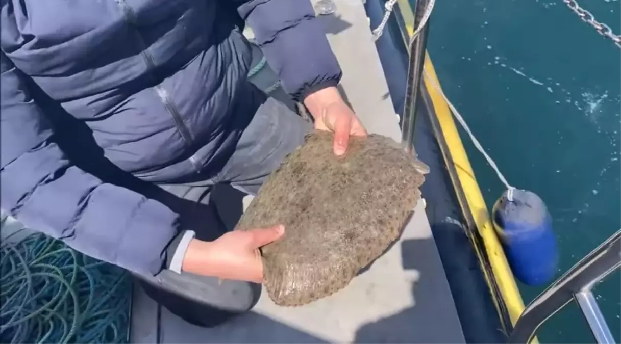 Kalkan Balığı Avı Yasak, Ağlara El Konuldu