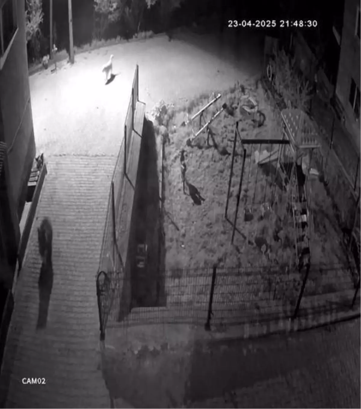 Ayı Mahallede Yiyecek Ararken Köpekler Tarafından Kovalandı