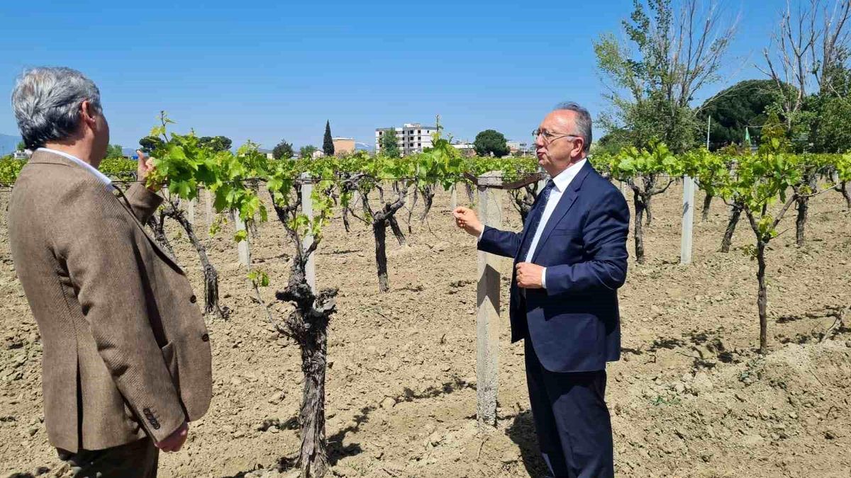 Büyükşehir\'den don zararına uğrayan üreticilere destek