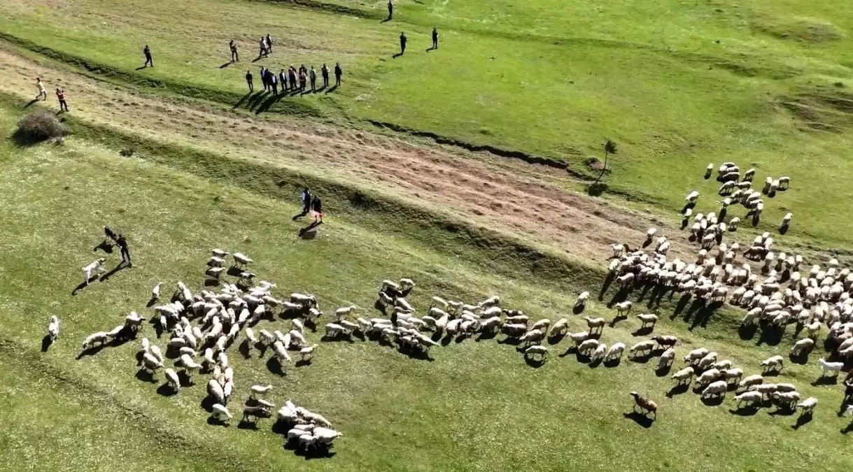 Kuzular Anneleriyle Buluştu