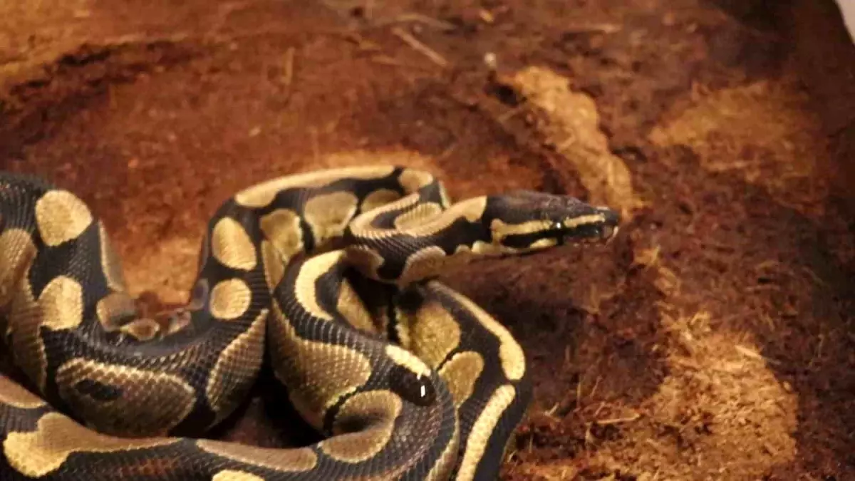 Sakarya\'da Kraliyet Pitonu Ele Geçirildi