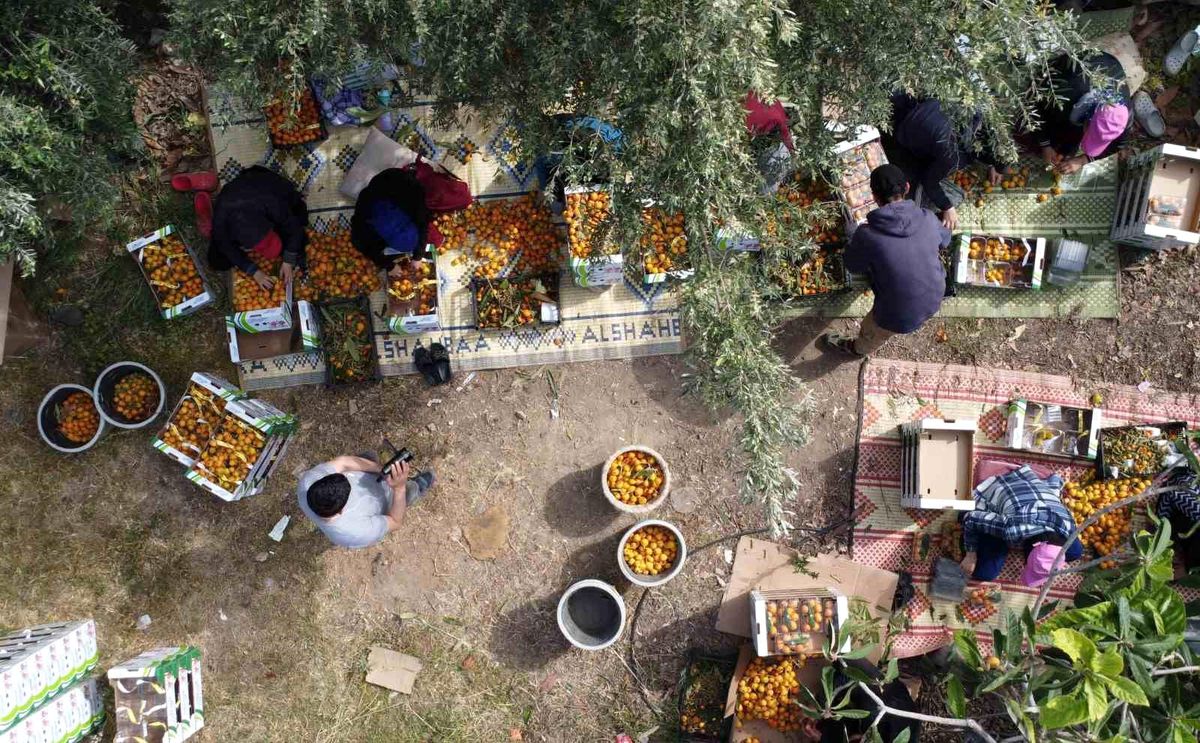 Mersin\'de Yenidünya Hasadı Başladı