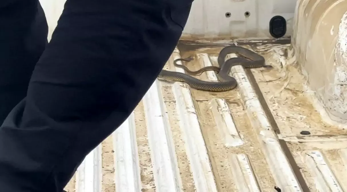 Düzce\'de Pikapta Sıkışan Yılan Uzun Uğraşlar Sonrası Kurtarıldı