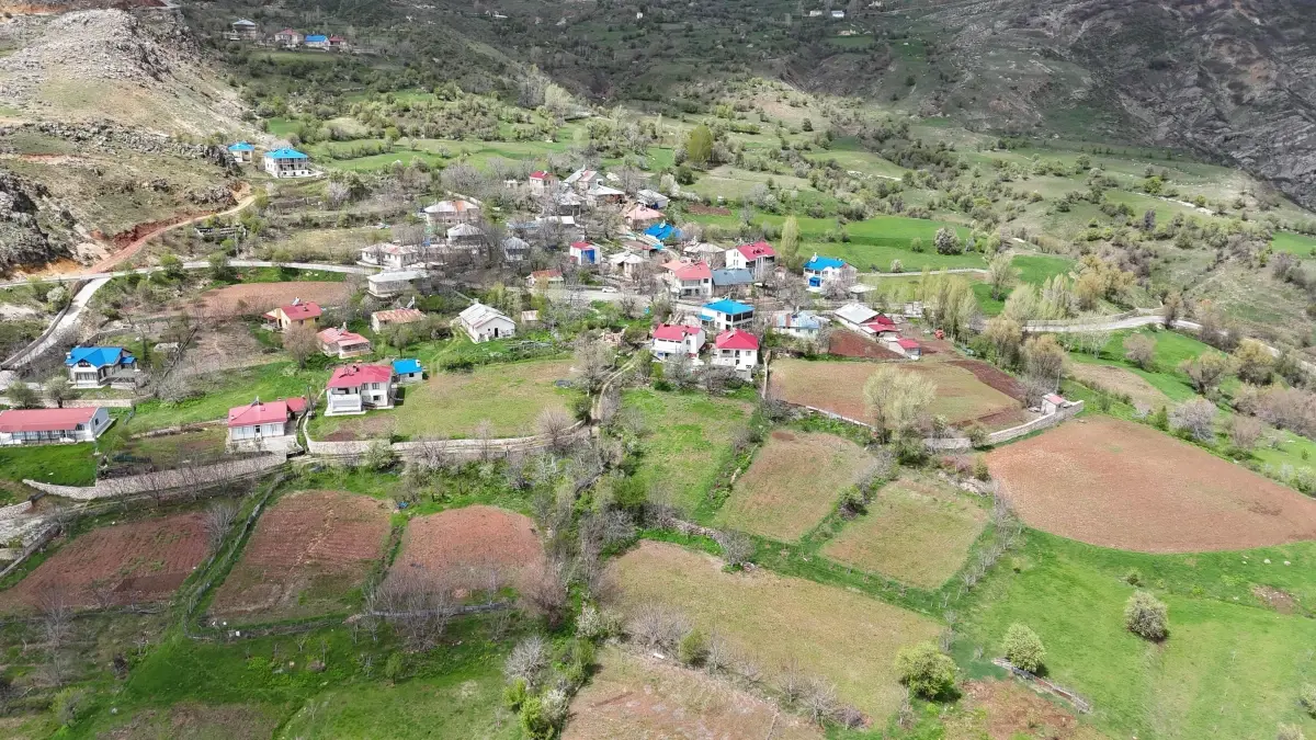 Tunceli\'de Ceviz Ağaçlarına Saldırı