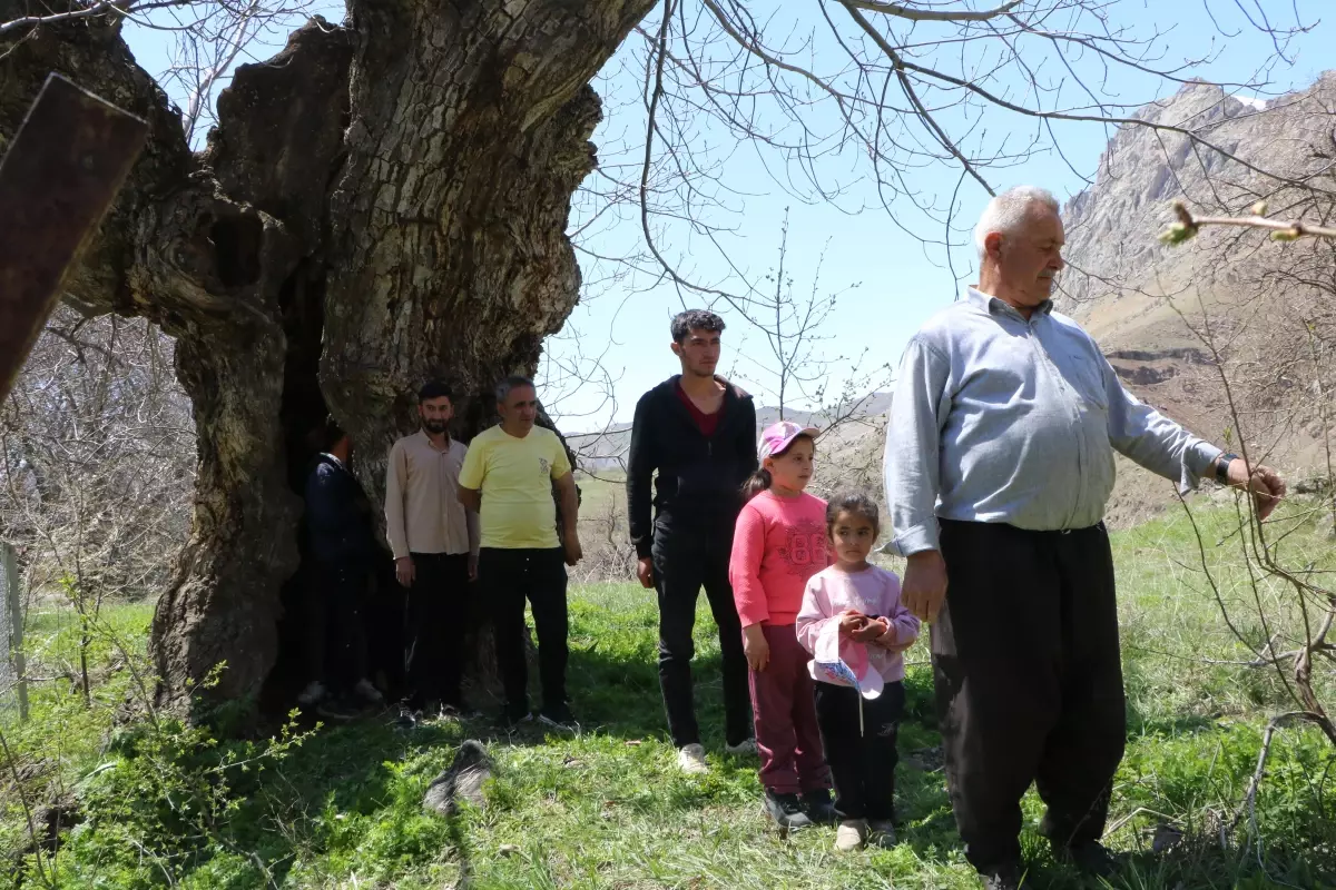 Asırlık Ceviz Ağacı Sosyal Medyada Gündem