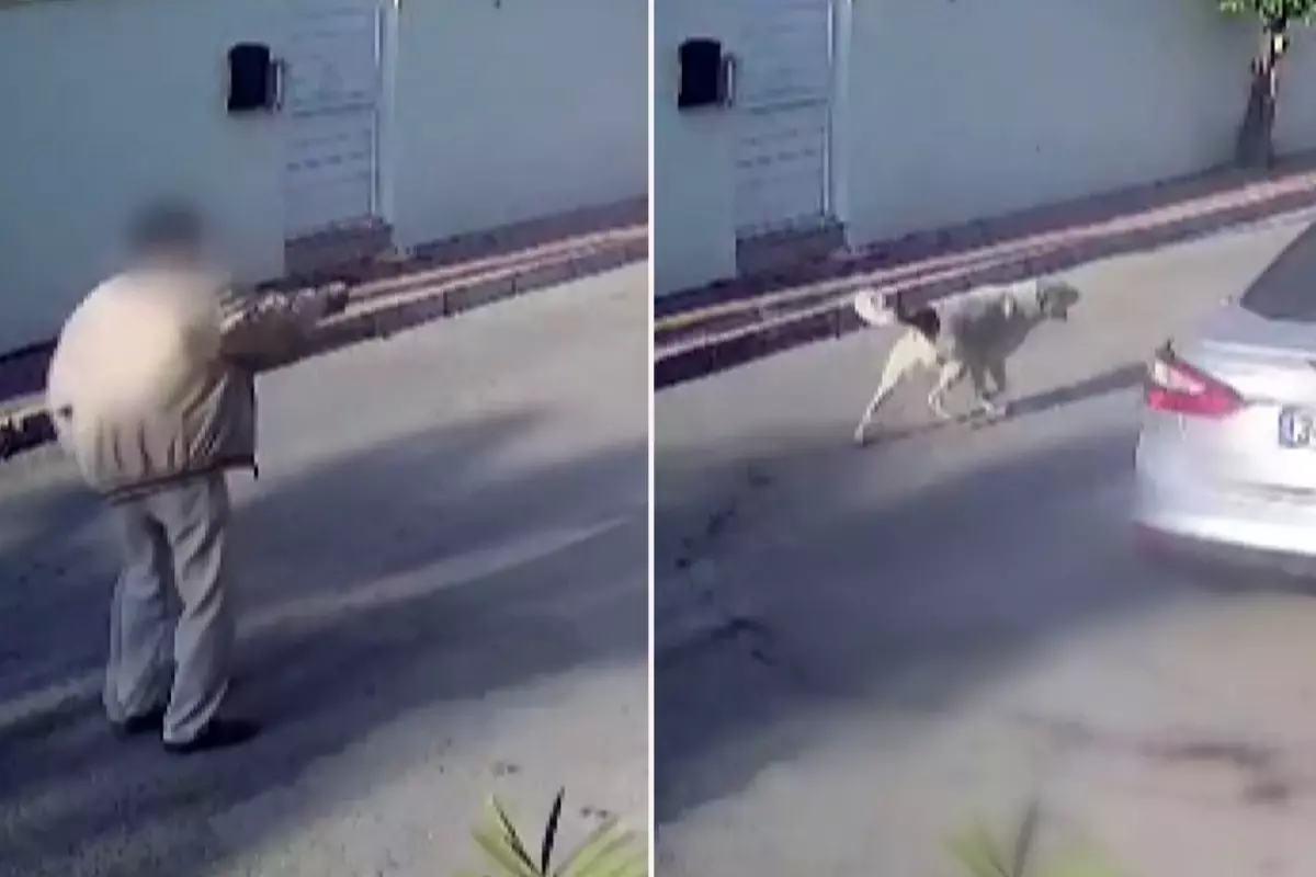 Yaşlı adam kendisine saldıran köpeği vurarak öldürdü