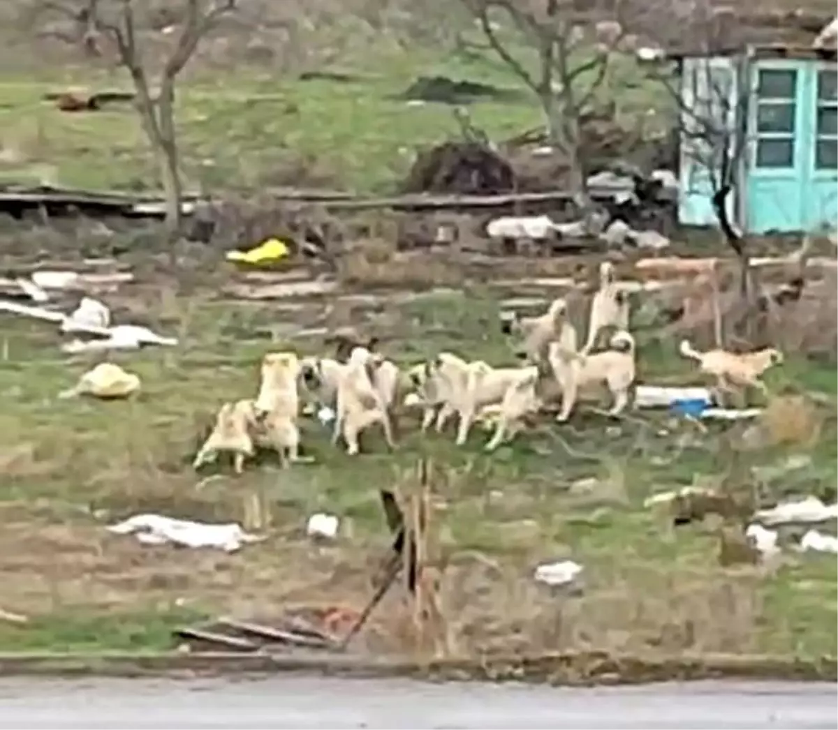 Eskişehir\'de Sokak Köpekleri Endişe Yarattı