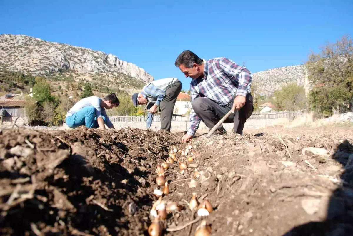 Kardelen soğanlarının doğadan sökümü yasaklandı