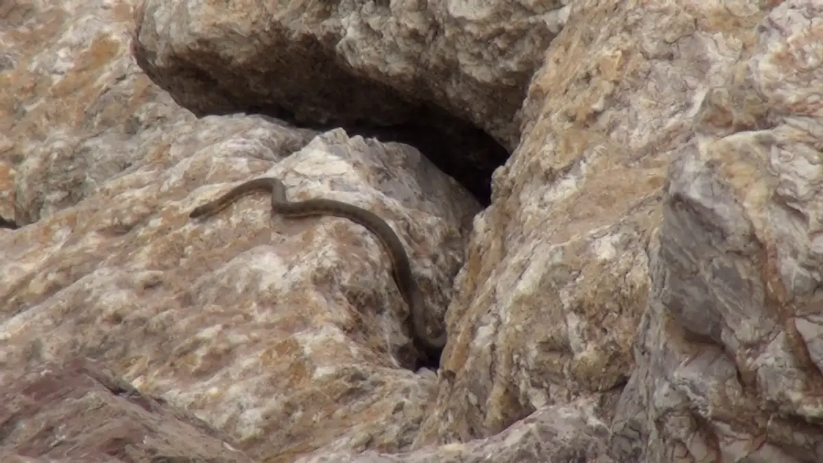 Yıların Çıkışı Doğaseverleri Büyülüyor