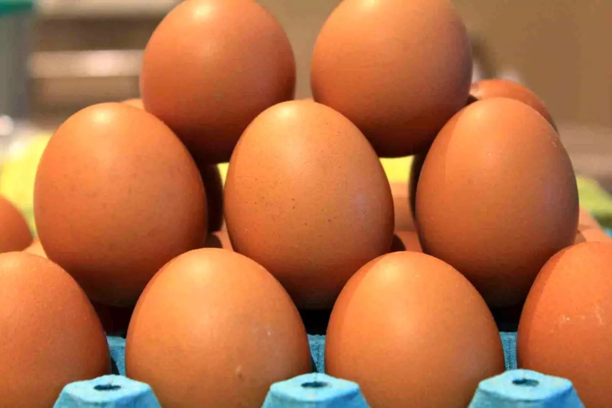 Yumurta İhracatında Hedef 500 Milyon Dolar