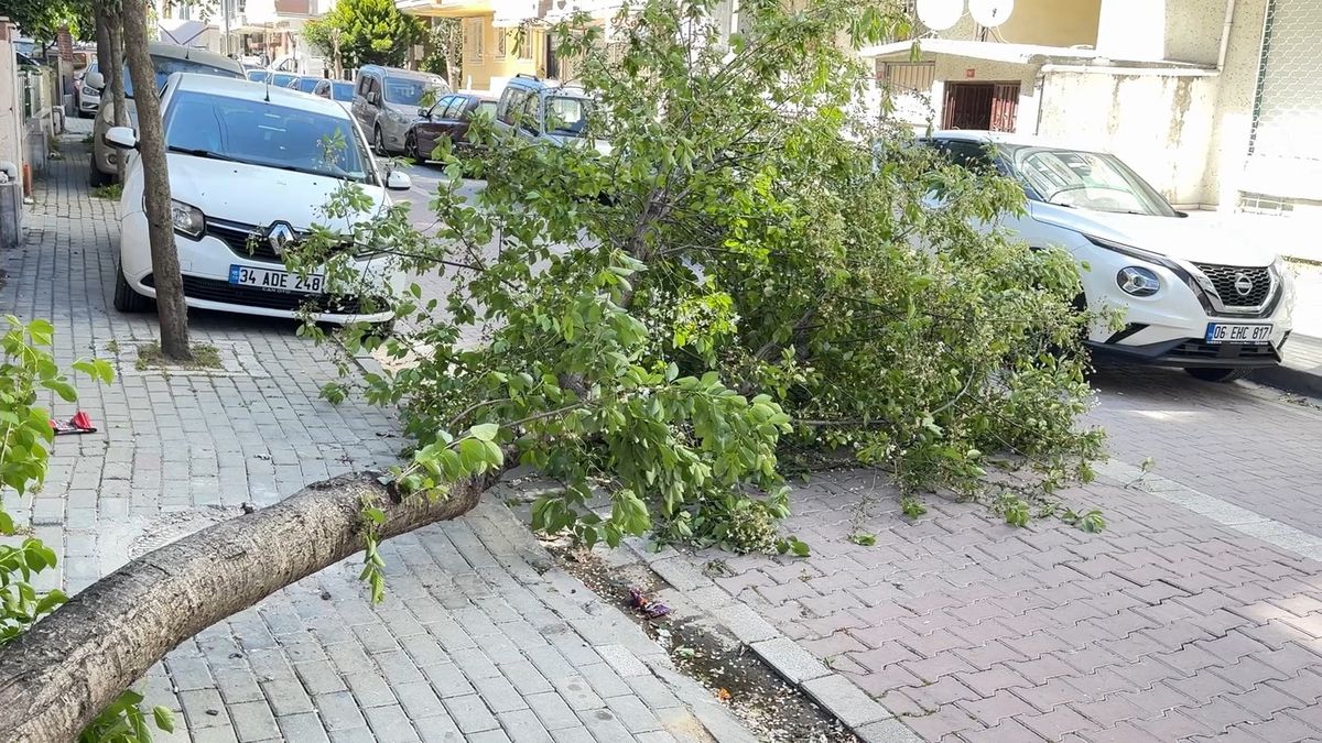 Rüzgar Ağaç Devrildi