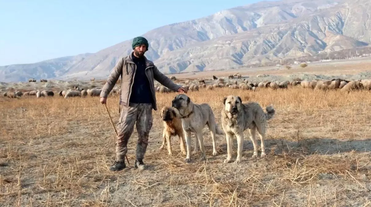 Erzincan\'da Çoban Krizi