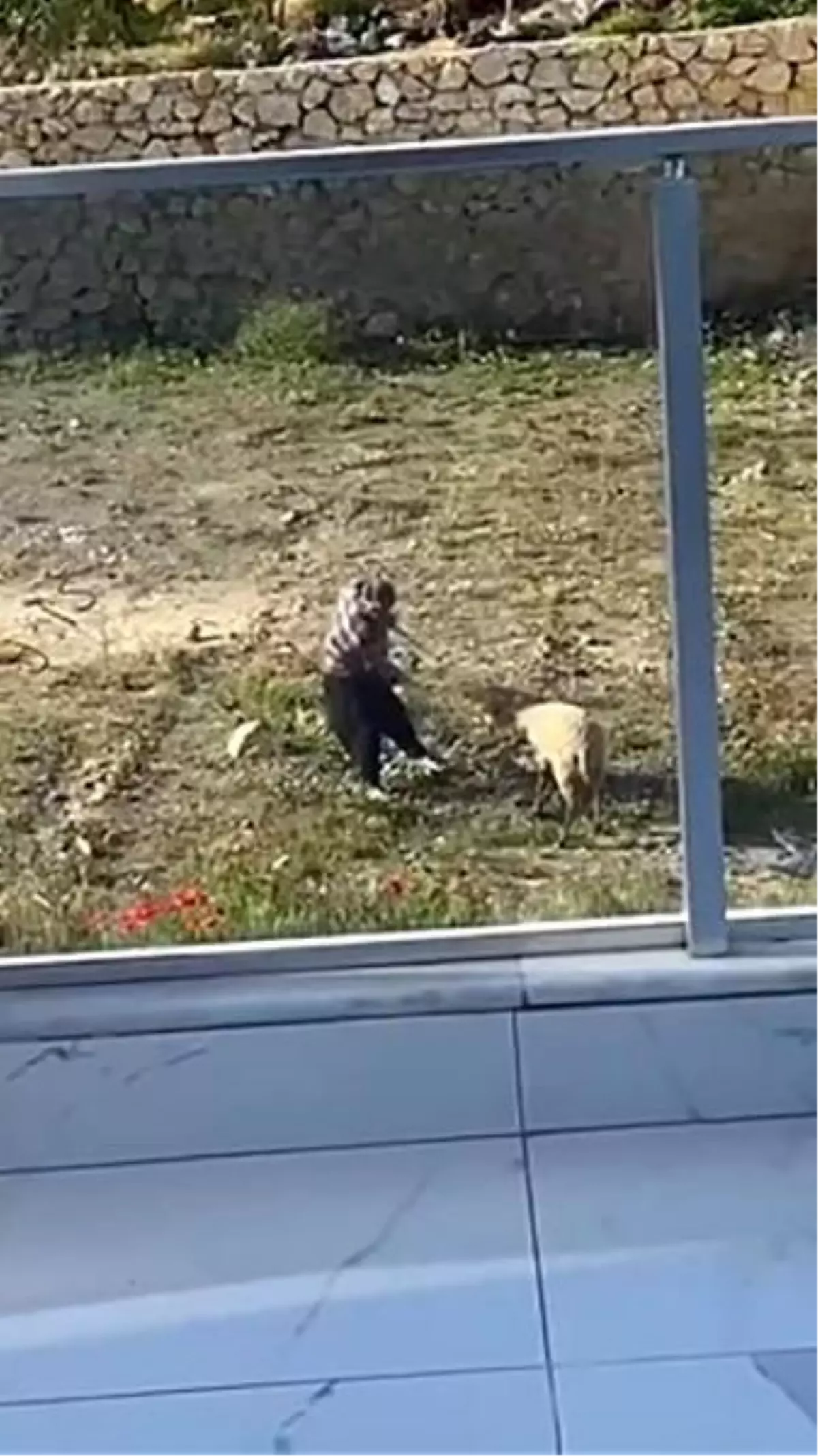 Antalya\'da Koyuna İstismar: Şahıs Gözaltında