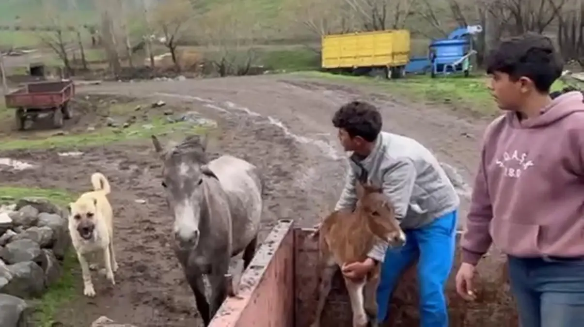 Kral, At ve Tayın Yanında