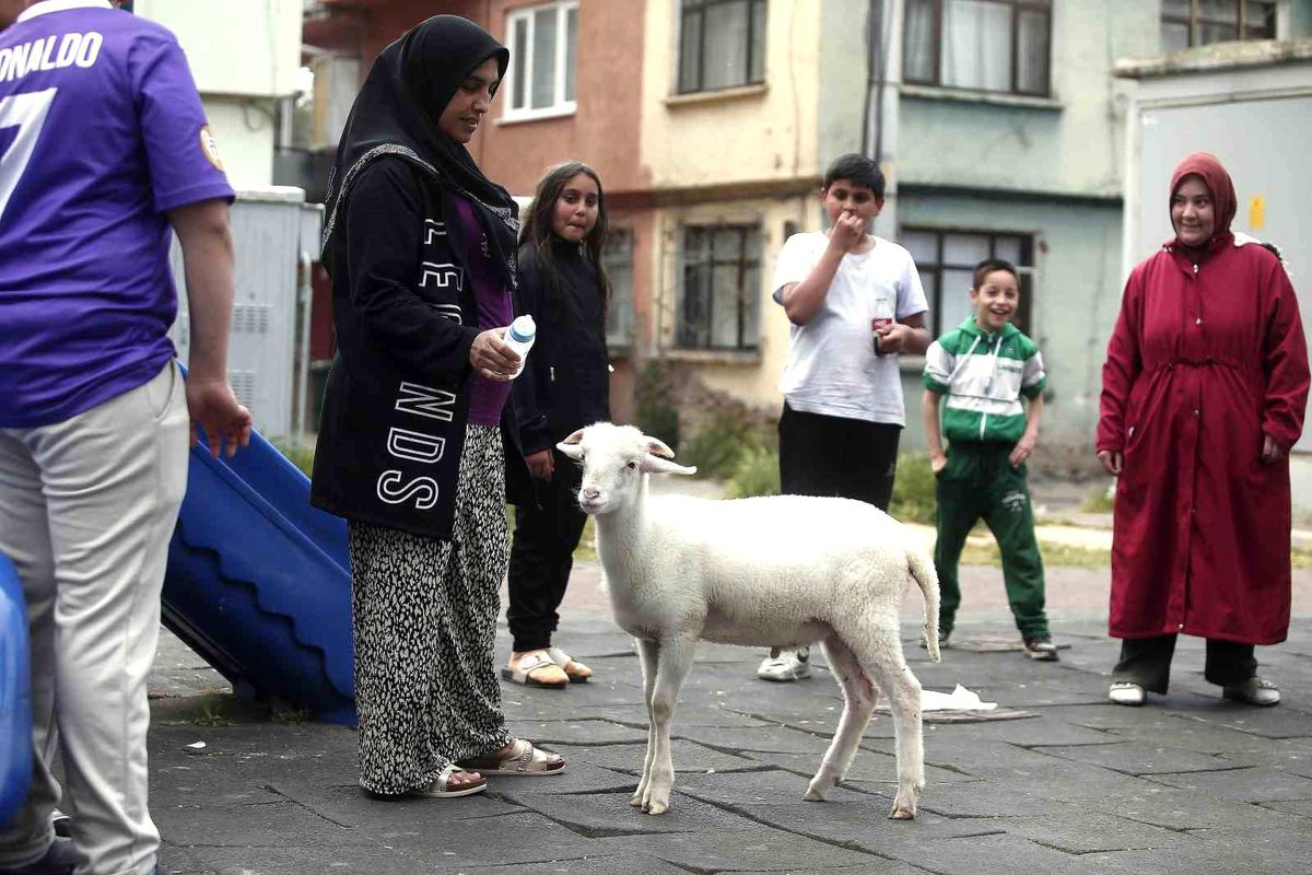 Bursa\'da Aile Çocuk Gibi Beslediği Kuzunun Maskotu Oldu