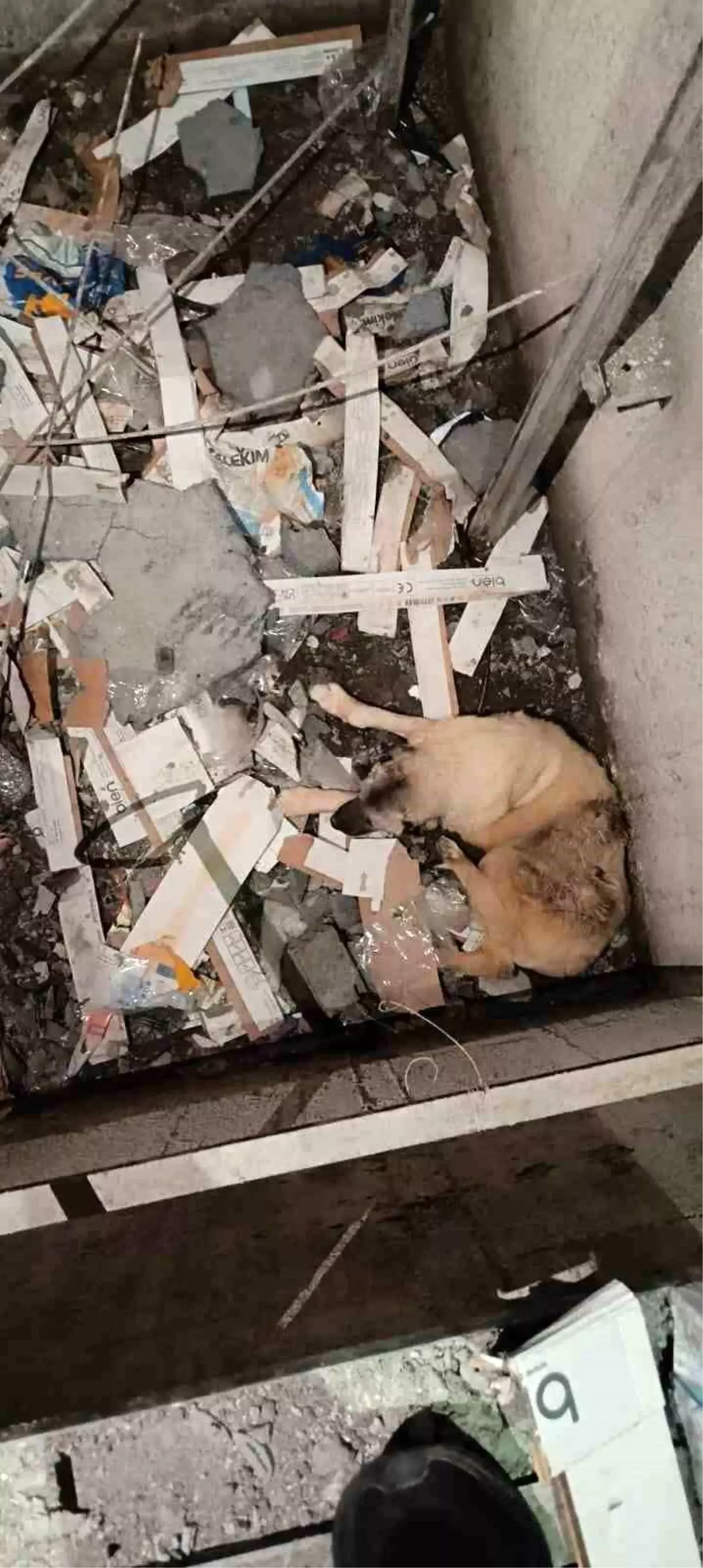 Kızıltepe\'de Düşen Köpek İtfaiye Tarafından Kurtarıldı