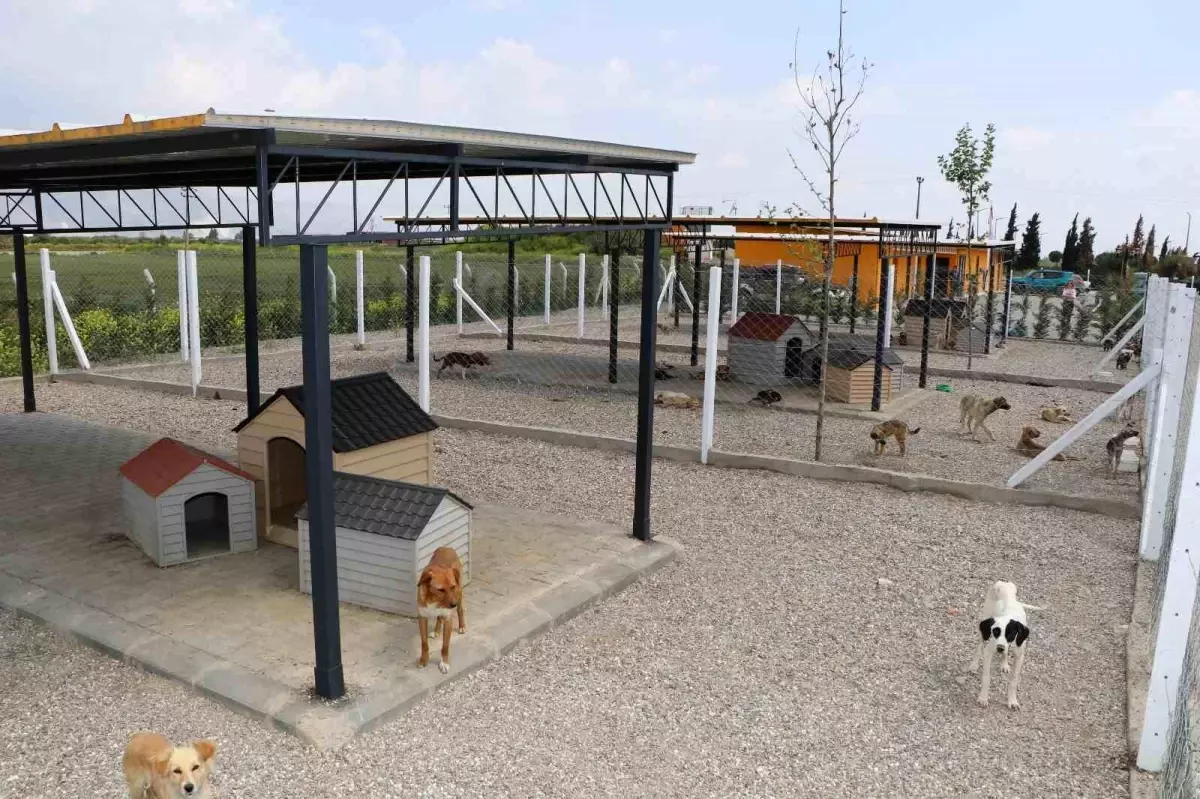 Söke\'de Sokak Hayvanları İçin \'Sevimli Patiler Sevgi Evi\'