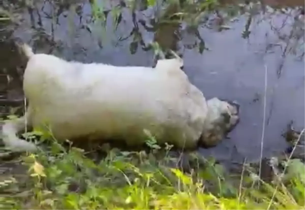 Akyazı\'da Zehirli Tavuk Parçalarıyla 8 Köpek Öldü