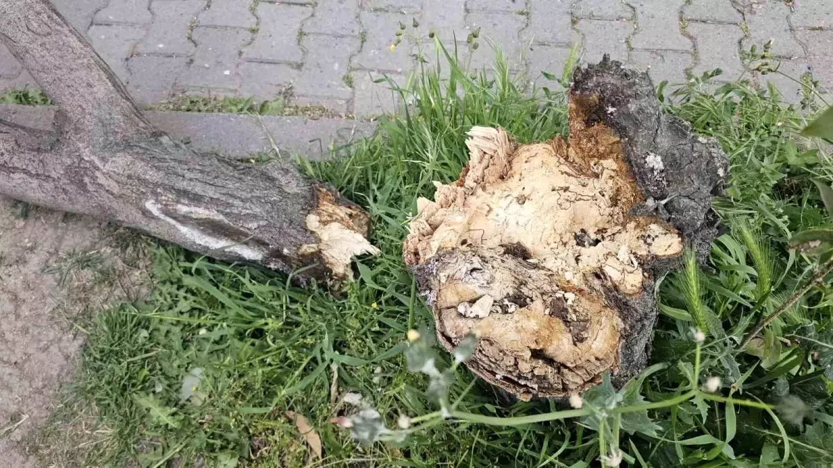 Bandırma\'da Fırtına Hayatı Olumsuz Etkiledi