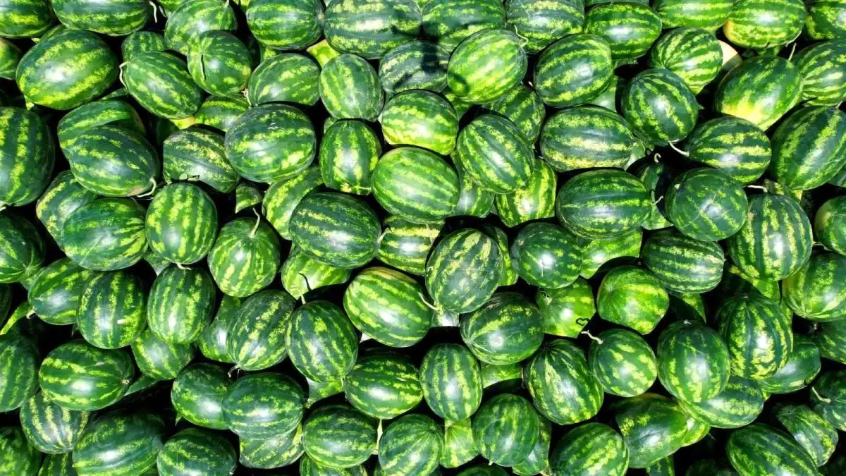 Adana Karpuz Hasadı Yaklaşıyor