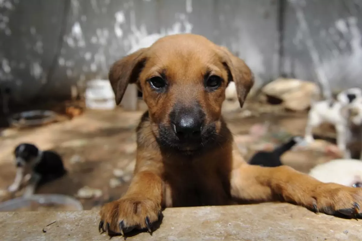 Sokak hayvanlarını evinde katleden cani doktor Muhammet Mustafa Duman tutuklandı
