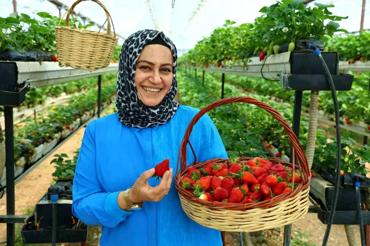 Kahramanmaraş\'ta Dalından Çilek Toplama Keyfi