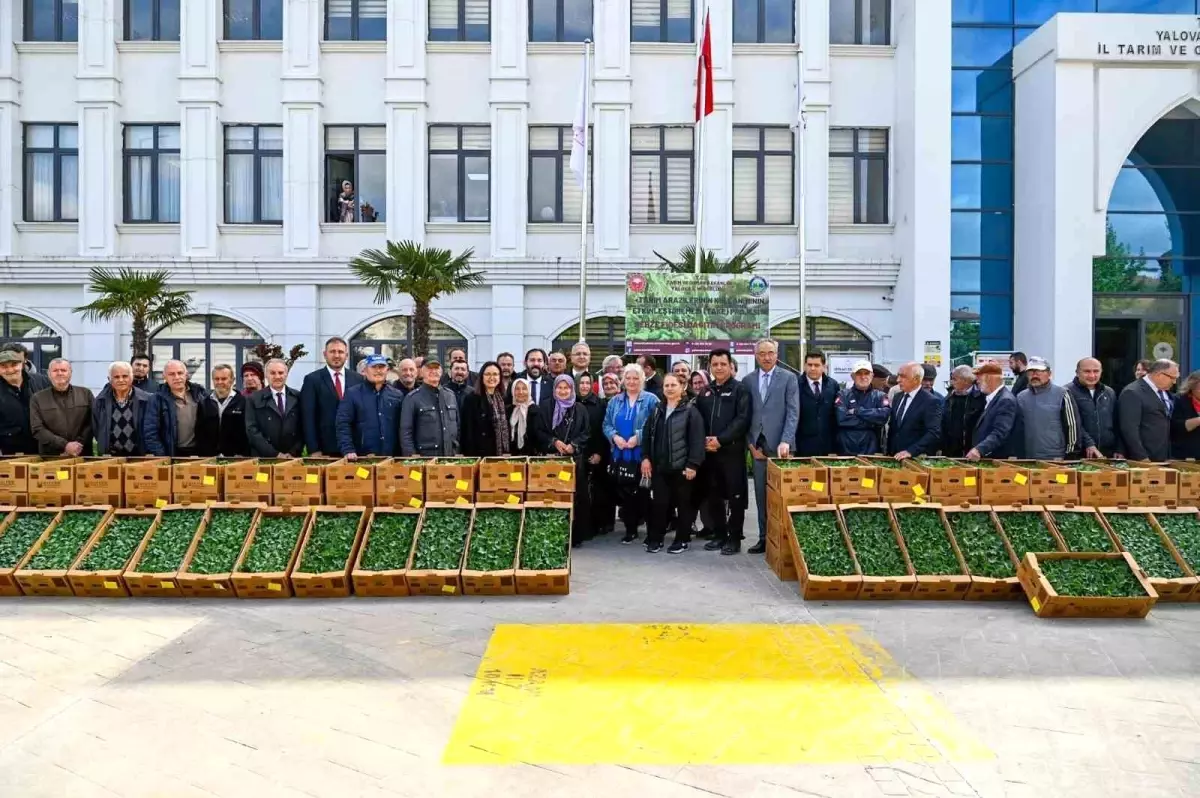 Yalova\'da 375 Bin Sebze Fidesi Dağıtıldı