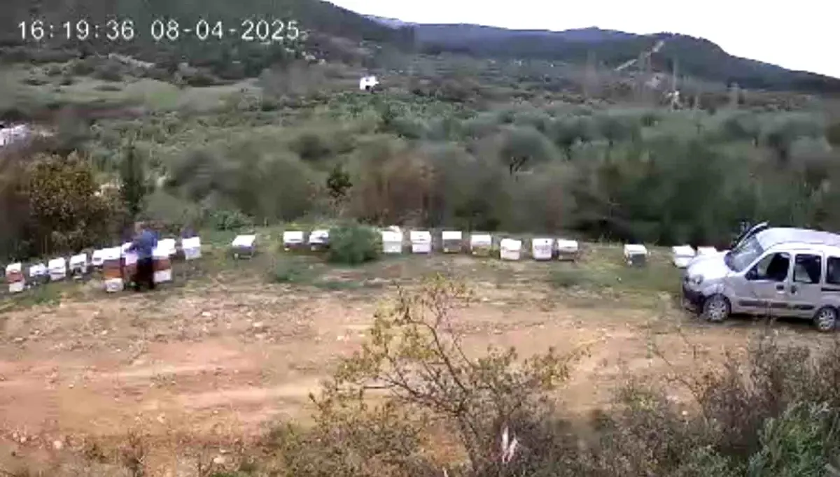 Arı Kovanları Hırsızı Yakalandı