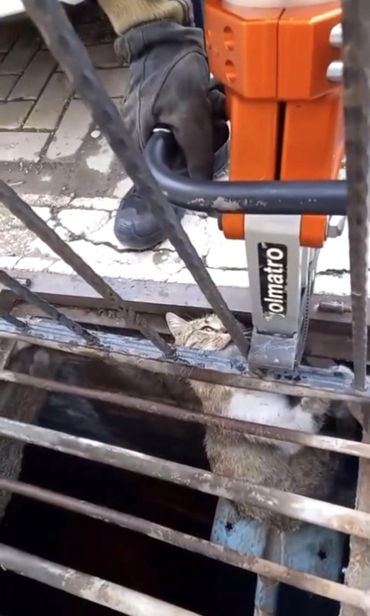 Çankırı\'da Mazgala Sıkışan Kedi Kurtarıldı