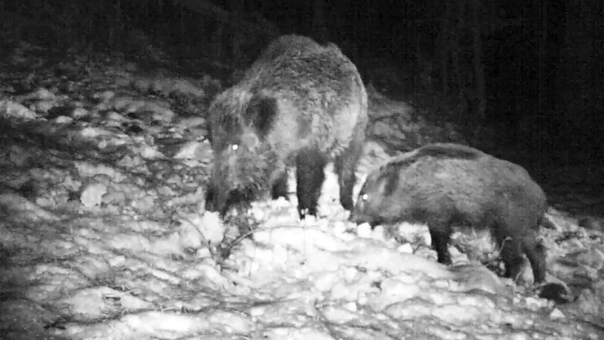 Samsun\'da Avcı Sayısı ve Gelir Artışı