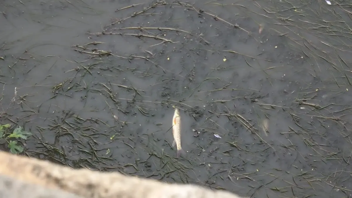 Amasya\'da Yeşilırmak Nehri\'nde Balık Ölümleri