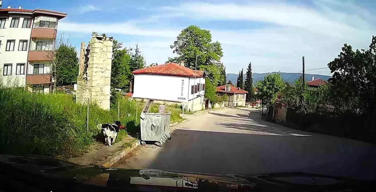 Köpek Tavuk Çaldı, Kamera Kaydetti