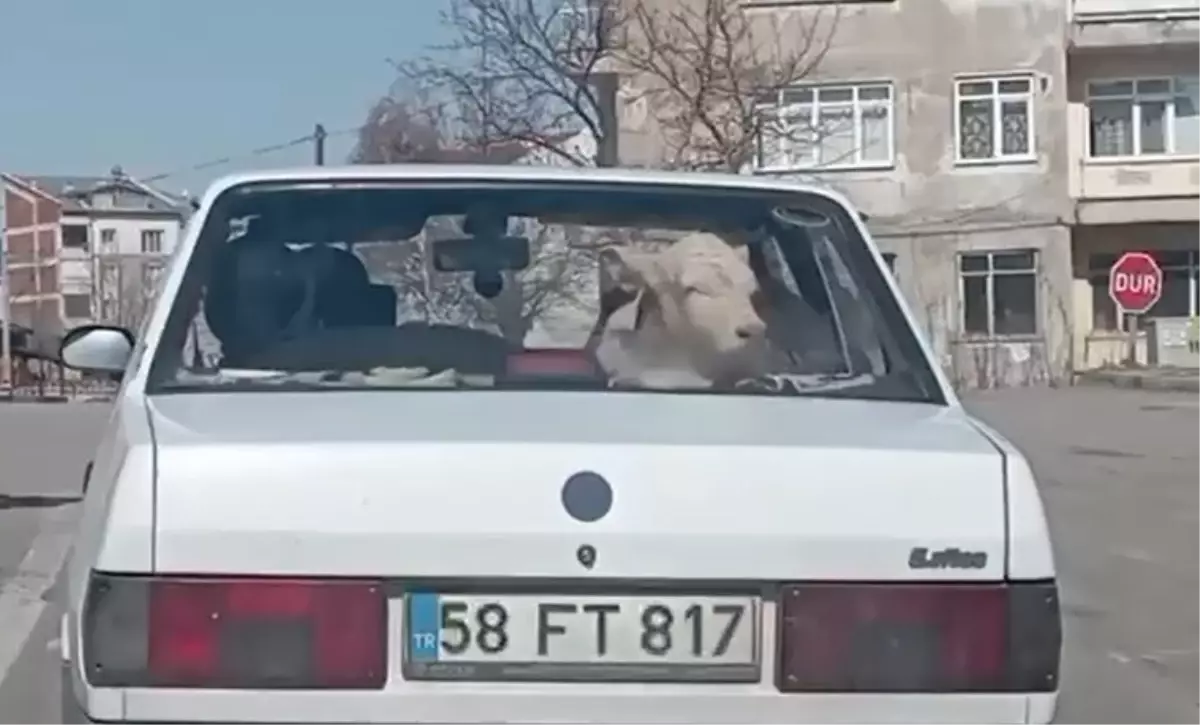 Sivas\'ta Hasta Buzağı Trafikte Taşındı