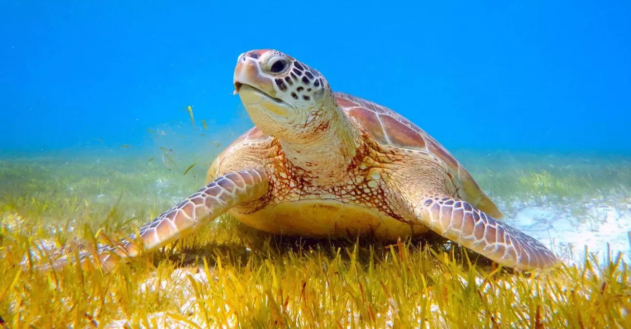Dalyan\'da İlk Caretta Caretta Yuvasi Tespit Edildi