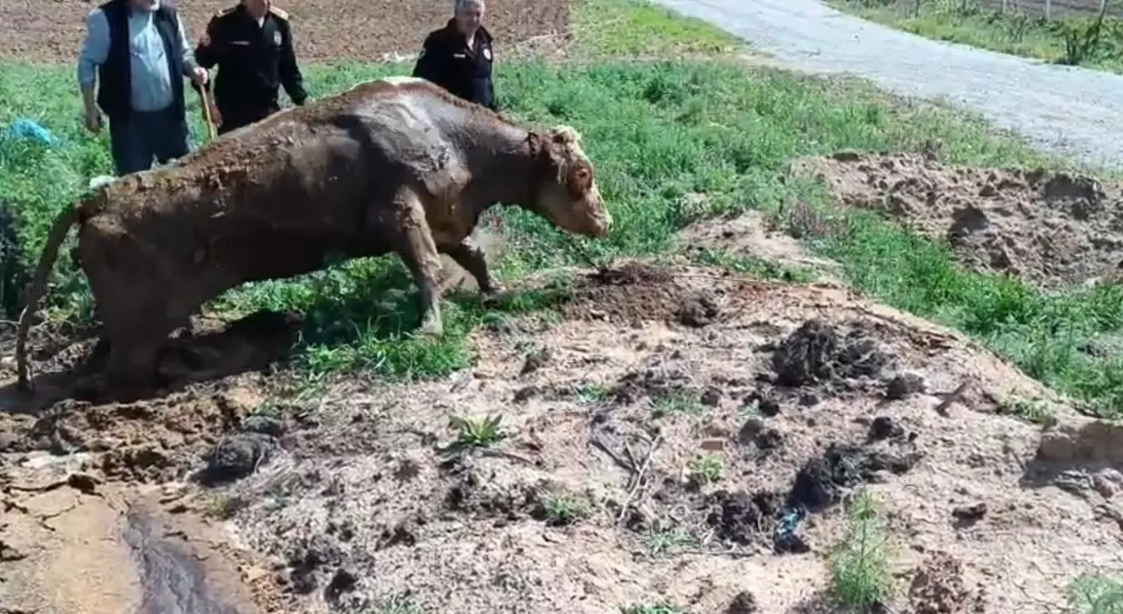 Bataklığa Batan İnek İtfaiye ile Kurtarıldı
