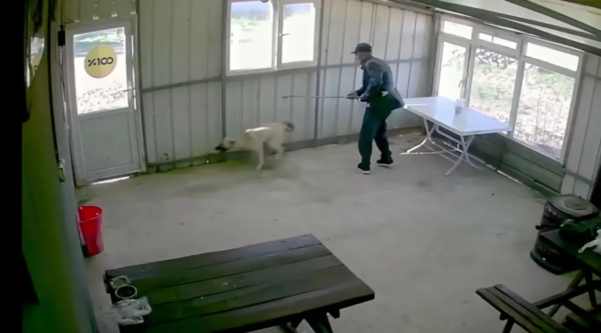 81 yaşındaki adam köpeği bastonuyla acımasızca dövdü