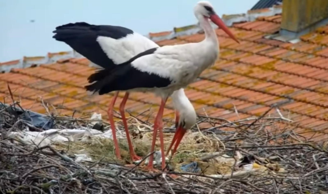 Kuluçkaya yatan Yaren leyleğin 2 yavrusu yumurtadan çıktı Kuluçkaya yatan Yaren leyleğin 2 yavrusu yumurtadan çıktı