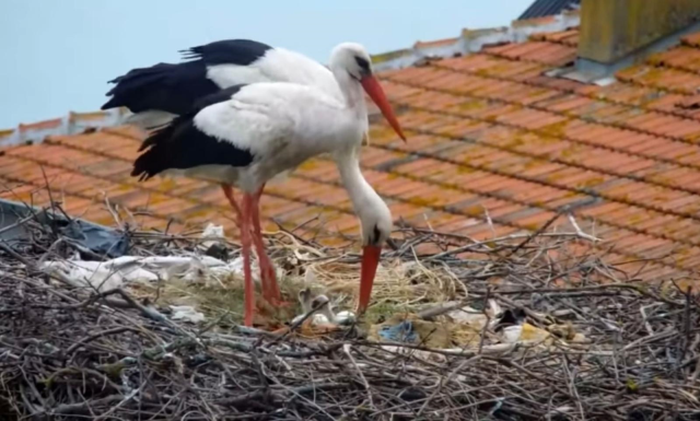 Kuluçkaya yatan Yaren leyleğin 2 yavrusu yumurtadan çıktı Kuluçkaya yatan Yaren leyleğin 2 yavrusu yumurtadan çıktı