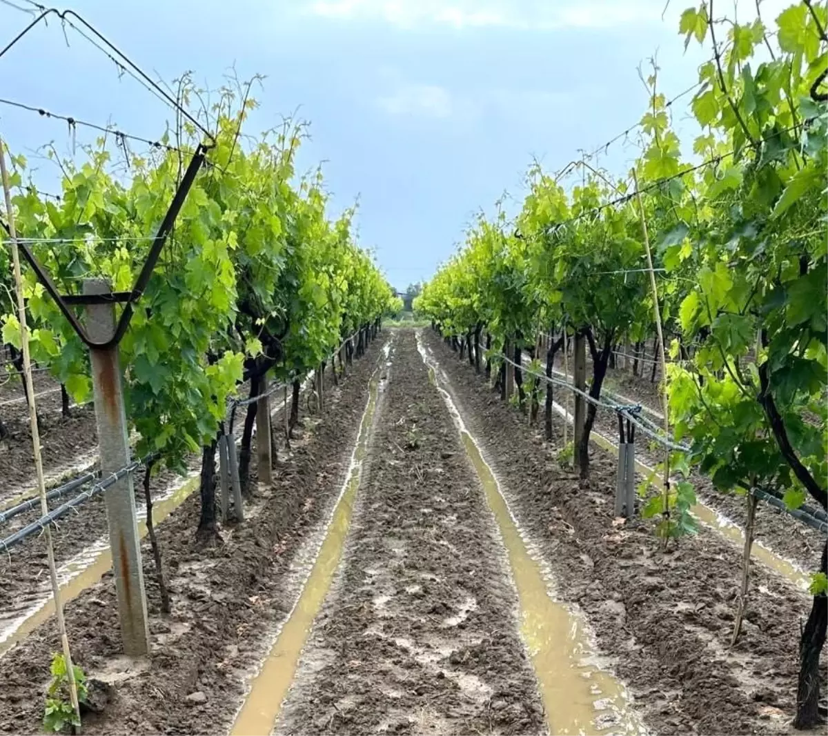 Salihli\'de Bağcılar için İlaçlama Uyarısı