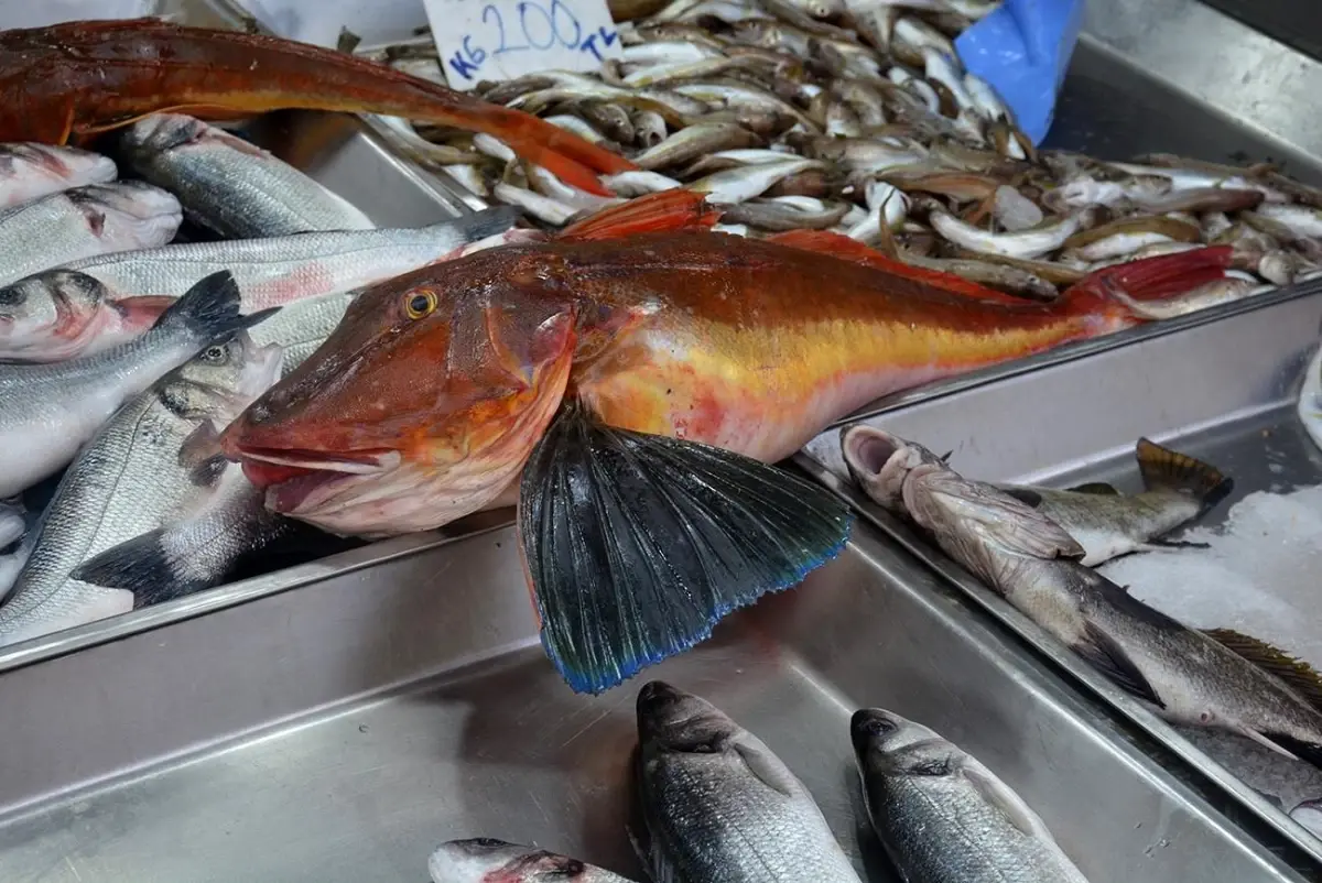 Sinop\'ta Nadir Kırlangıç Balığı Yakalandı