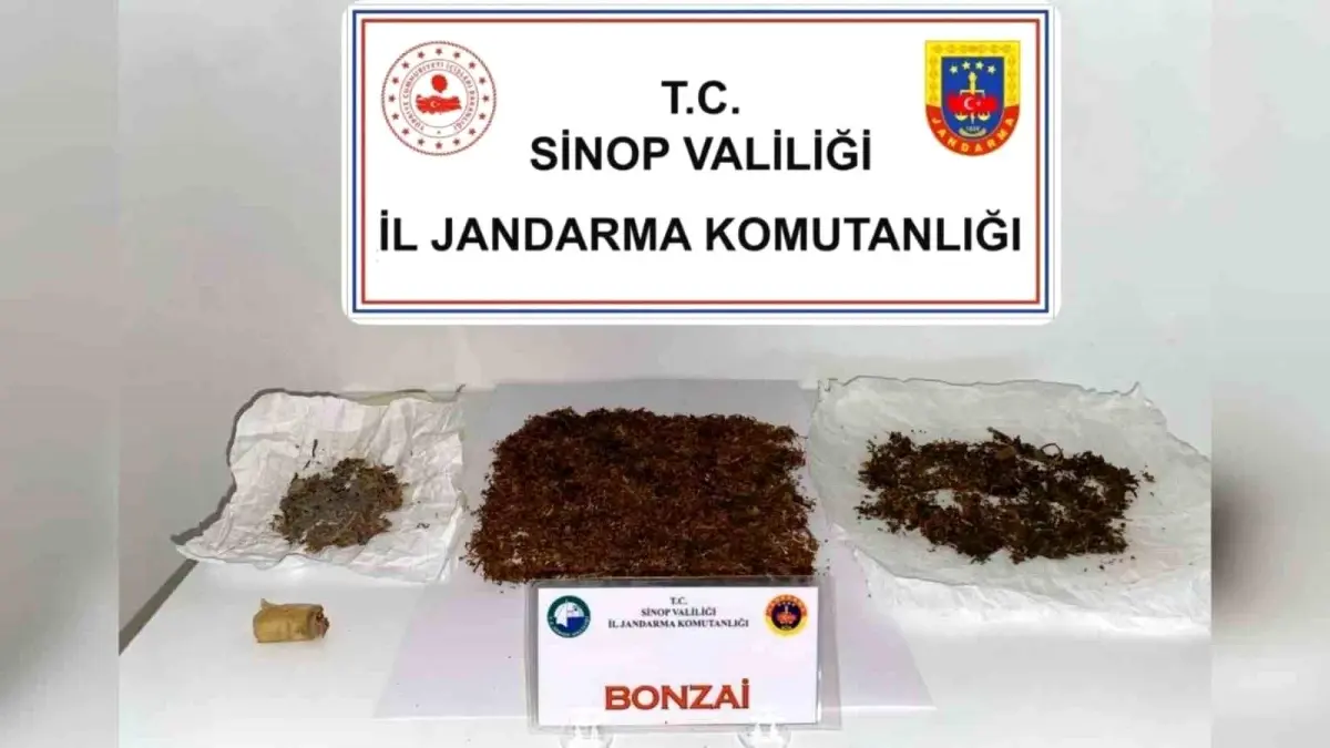 Boyabat\'ta Bonzai Operasyonu: 30 Gram Ele Geçirildi