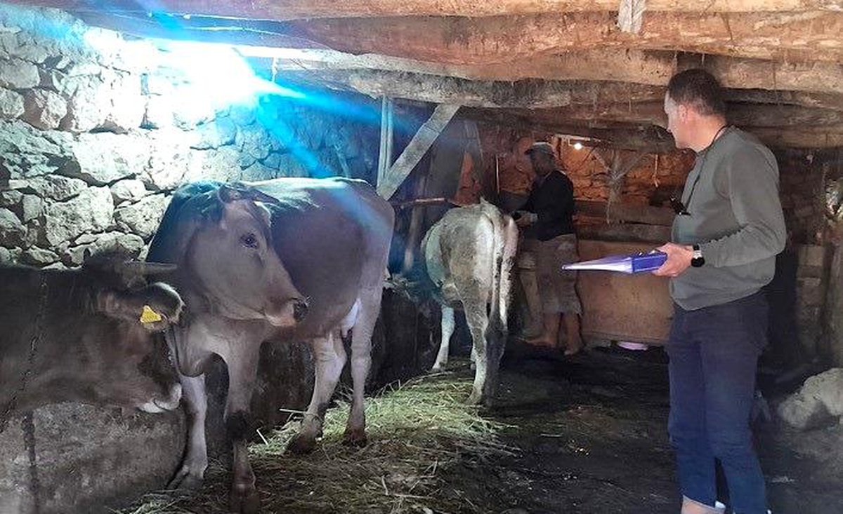 Yüksekova\'da Hayvan Aşılama ve Kimliklendirme Çalışmaları