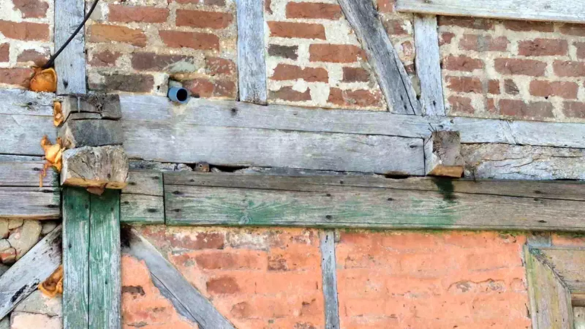 Bartın\'da Sincap ve Yavrularıyla Dostluk