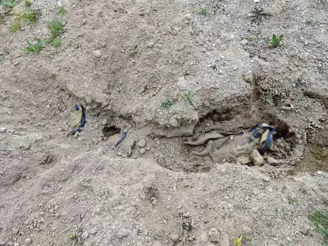 Çoban, boş arazide battaniyeye sarılarak gömülmüş ceset buldu