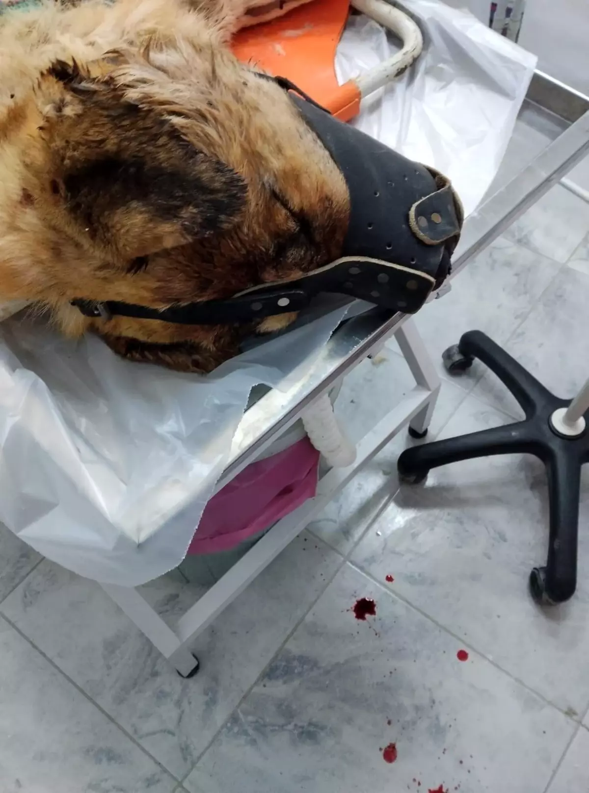 Ağın\'da Köpeği Vuran Kişi Kendini Savundu